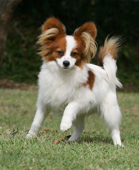 Papillon.  Low shedding, highly intelligent, good with kids!!!! Perros Chow Chow, Papillon Dog Puppy, Papillon Dogs, Toy Spaniel, Boxer Breed, Papillon Puppy, Dog Haircuts, Papillon Dog, Lap Dogs