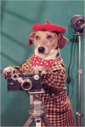 size: 18x12in Art Print: Photographer Dog, Retro : Retro Dog, Art Print Display, Vintage Dog, Old Postcards, Vintage Postcard, Retro Art, Funny Cute, High Quality Art Prints, Pet Portraits