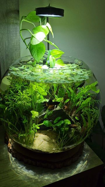 Fish Bowl Ecosystem, Ecosystem Fish Tank, Round Fish Tank Ideas, Small Fish Bowl Ideas, Fish Bowl Ideas Diy, Beautiful Fish Tanks, Fishbowl Ideas, Cute Fish Tank Ideas, Planted Fish Bowl