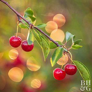 How to Grow Cherries Pea Gravel Fire Pit Area, Pea Gravel Fire Pit, Pea Trellis Ideas, Gravel Fire Pit Area, Grow Fruit Indoors, Gravel Fire Pit, How To Grow Cherries, Small Fruit Trees, Types Of Cherries