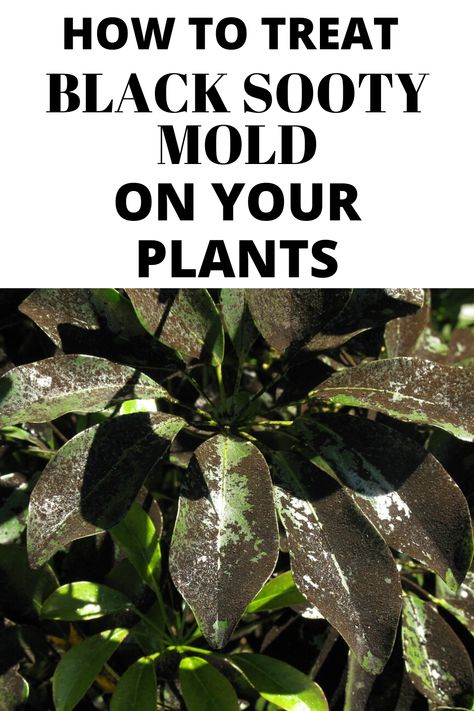 If you see sooty mold starting on your plants, it is best to treat it as soon as possible. The longer it stays, the more area it covers and the harder it is to get rid of. It can grow and cover your entire plant as well as reach other plants nearby. Citrus Tree Garden, Lemon Tree Potted, Getting Rid Of Bees, Plant Remedies, Crepe Myrtle Trees, Crepe Myrtles, Gardenia Plant, Florida Flowers, Bad Bugs