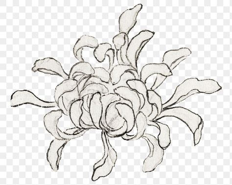 Chrysanthemum Graphic, Chrysanthemum Illustration, Chrysanthemum Drawing, Spider Chrysanthemum, Japanese Chrysanthemum, Asian Flowers, White Chrysanthemum, Community Garden, Chrysanthemum Flower