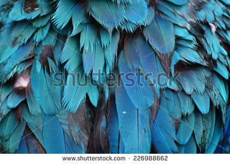 Colorful feathers, Harlequin Macaw feathers background texture Feather Mural, Feathers Background, Flight Wallpaper, Nature Mural, Healing Aesthetic, Macaw Feathers, Feather Background, Goddess Aesthetic, Blue Feathers