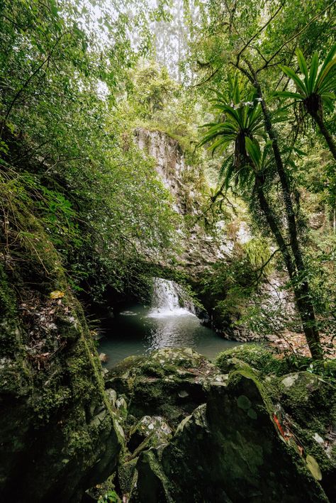 Springbrook National Park, Springbrook National Park Australia, North Queensland, Holiday Places, Natural Bridge, Scenery Nature, Gap Year, Beautiful Scenery Nature, Future Travel