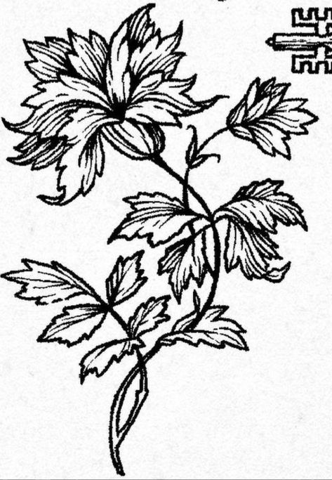 Medieval Flowers Illustration, Medieval Flower Tattoo, Woodcut Tattoo Nature, Medieval Woodcut Art, Flower Woodcut, Wood Cut Tattoo, Medieval Woodcut Tattoo, Medieval Tattoo Flash, Woodcut Flower