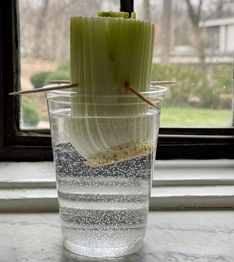 How to Grow a Celery Plant From a Stalk in 10 Easy Steps (Plus Growing Tips for How to Make It Thrive) | Gardening | 30Seconds Mom Planting Celery From Stalk, Grow Celery From Stalk Indoors, How To Plant Celery, Growing Celery From Stalk, How To Grow Celery From Stalk, Grow Celery From Stalk, Celery Growing, Regrow Celery, Grow Celery