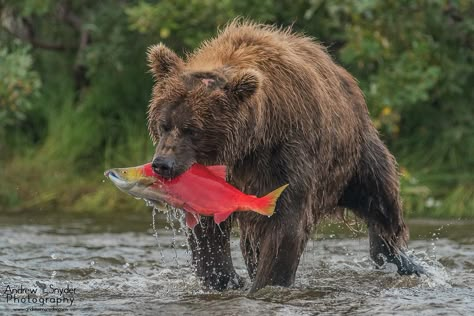 Grizzly Bear Aesthetic, Salmon Animal, Bear With Salmon Tattoo, Bear Growling, Sockeye Salmon Photography, Bear With Fish In Mouth, Bear With Salmon, Grizzly Bear Photography, Bear Eating Fish