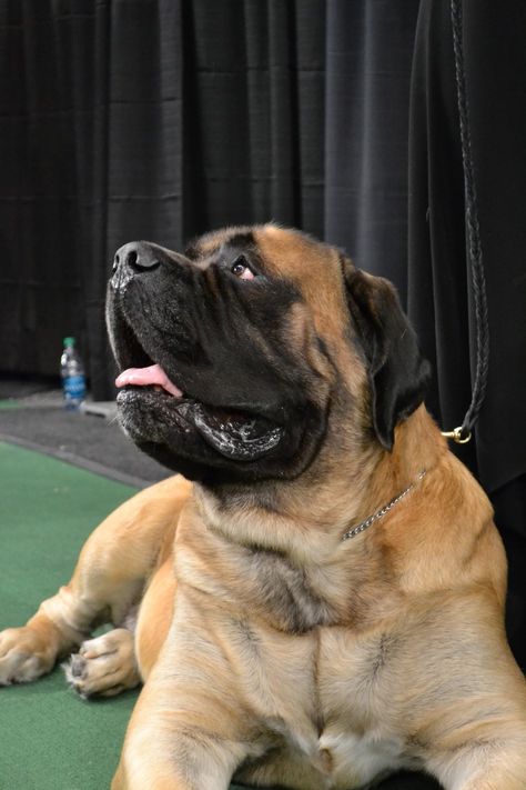 mastiff - love these dogs! The best, most loving animals on the planet!!!! Brindle English Mastiff, Pitbull Mastiff Mix Dogs, Mastiff Pitbull Mix Dogs, Mastiff Aesthetic, Tibiten Mastiff, Loving Animals, Mastiff Puppies, What Kind Of Dog, Dog Anatomy