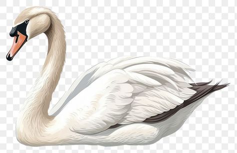 Swan Animal, Swan Art, Swan Bird, Animal Body Parts, Photo Elements, Swans Art, White Bird, Art Hand, Animal Photo