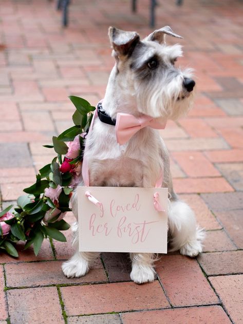 Dog Wedding Outfits, Wedding Walk, Ring Bearer Dog, Flora Farms, Last Minute Wedding, Hill Wedding, Chapel Hill Nc, Spring Wedding Inspiration, Photographer Portrait