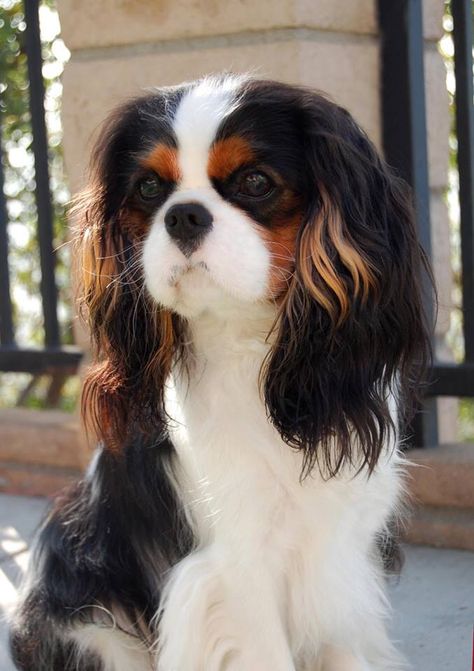 King Charles Cavalier - what a Beauty! Tri Colour Cavalier King Charles, King Spaniel, Cavalier King Charles Spaniel Tricolor, King Charles Puppy, Cavalier King Charles Dog, King Charles Dog, Stage Presence, King Charles Cavalier Spaniel Puppy, Spaniel Puppies