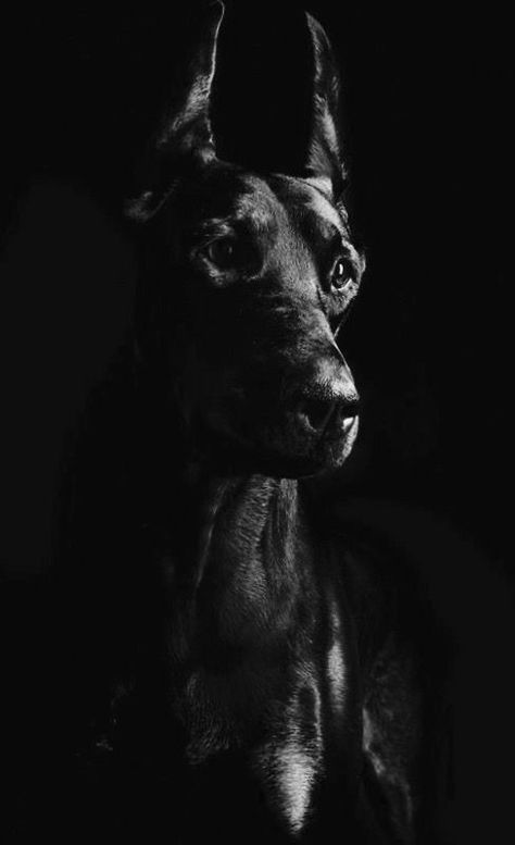 Doberman Pinscher Black Great Dane Aesthetic, Great Dane Wallpaper, Angry Doberman, European Doberman, Black Doberman, Black Great Danes, Angry Dog, Military Working Dogs, Doberman Pinscher Dog