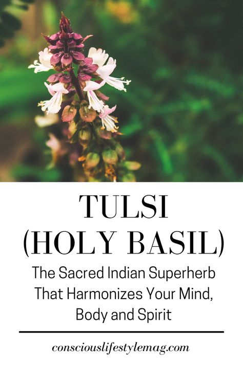 Tulsi (Holy Basil): Tulsi, also known as Holy Basil, has a wide range of psycho-spiritual and physical health benefits and is widely believed to be a gift from Hindu Gods. #Tulsi #HolyBasil #Superfoods #HolisticHealth #ConsciousLifestyleMag Tulsi Basil Benefits, Tulsi Benefits Health, Holy Basil Benefits Health, Tulsi Benefits, Holy Basil Benefits, Tulsi Tea, Plant Medicine, Herbal Apothecary, Healing Plants