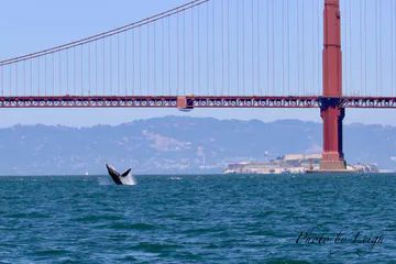 Farallon Islands, West Coast Road Trip, Humpback Whale, San Fran, Gorgeous View, Whale Watching, San Francisco Bay, San Francisco Bay Area, Pacific Ocean