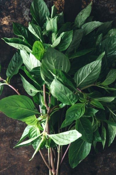 Basil Plant Indoors, Lime Cocktails, Soup Aesthetic, Aesthetic Leaf, Basil Herb, Lime Leaves, Garden Line, Lime Basil, Lime Margarita