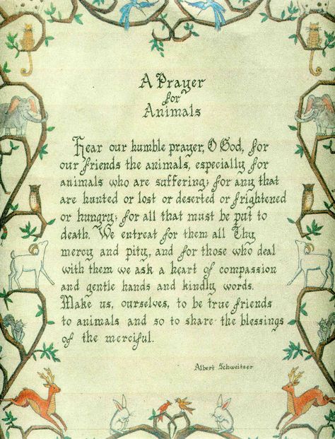 A Prayer for Animals Prayers For Animals, Saint Francis Prayer Animals, Pet Prayers, Veterinary Nurse, Dog Poems, Lola Rose, Saint Francis, Beautiful Prayers, A Prayer