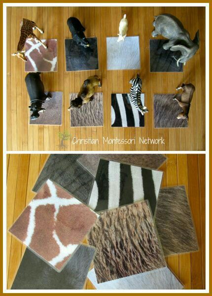 Animal identification using physical appearance Learning About Animals, Zoo Preschool, Montessori Trays, Montessori Science, Montessori Lessons, Montessori Toddler Activities, Montessori Ideas, Montessori Classroom, Kid Friendly Activities