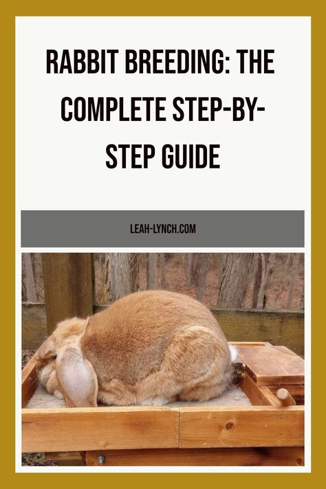 This guide is a full walk through on rabbit breeding plus the best tips I have for making sure the breeding is successful. Rabbit Breeding Setup, Rabbit Setup, Rabbit Colony, Rabbit Breeding, French Lop, Raising Rabbits For Meat, Show Rabbits, Animal Breeding, Outdoor Rabbit Hutch