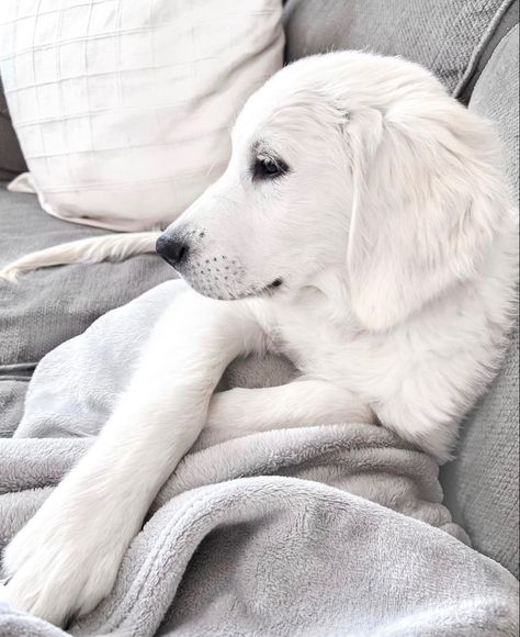 English cream golden retriever puppy White Golden Retriever Aesthetic, English Cream Golden Retriever Puppy, English Creme Golden Retriever, Cream Golden Retriever Puppy, White Golden Retriever Puppy, White Golden Retriever, English Cream Golden Retriever, Golden Retriever Training, Cream Golden Retriever