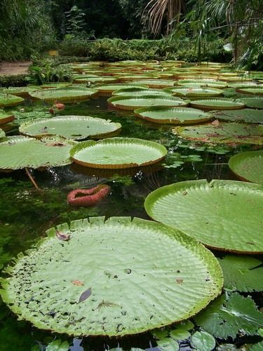 Vitória régia. Foto: Grigory Kubatyan / Shutterstock.com Brazil Culture, Background Reference, Tattoo Plant, Rainforest Plants, Nature Room, Amazon Forest, Honeymoon Places, Amazon River, Amazon Rainforest