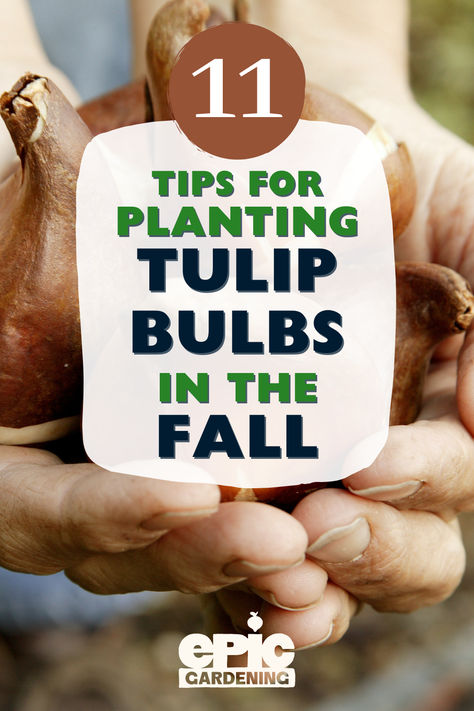 A pair of hands holding a pile of tulip bulbs Planting Tulips In The Fall, When To Plant Bulbs Fall, How To Plant Tulip Bulbs, Forcing Tulip Bulbs Indoors, When To Plant Tulip Bulbs Fall, Cold Weather Plants, Planting Tulip Bulbs, When To Plant Tulips, Best Perennials For Shade