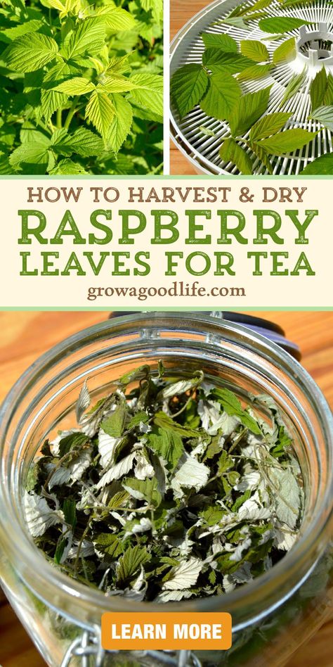 Red raspberry leaf is a delicious herb with a taste similar to green tea. You enjoy raspberries for the delicious fruit, but did you know that the leaves are can be used to make an herbal raspberry leaf tea? Visit to learn how to harvest, dry, and brew raspberry leaf tea. Red Raspberry Leaf Tea, Raspberry Leaves, Herbal Tea Garden, Raspberry Leaf Tea, Red Raspberry Leaf, Medicinal Herbs Garden, Raspberry Leaf, Raspberry Tea, Homemade Tea