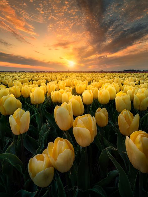 Yellow Flower Wallpaper, Yellow Photography, Tulip Painting, Christmas Wallpaper Backgrounds, Landscape Photography Nature, Nothing But Flowers, Yellow Tulips, Sunset Nature, Sunset Colors