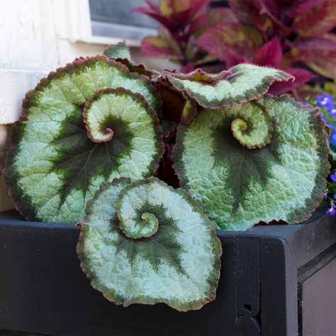 Spooky, Fuzzy, Vining Houseplants Are Here for Halloween—And Beyond Botanical Center, Corpse Flower, Bat Flower, Cactus Photography, Goth Garden, Strange Flowers, Weird Plants, Plant Wall Decor, Faux Pumpkins