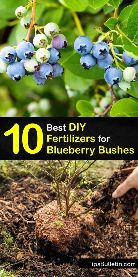 Discover ways to make homemade organic fertilizer for blueberry plants for the best berry harvest. Blueberries need acidic soil and adjusting the soil pH with plant food goes a long way to growing productive blueberry bushes. #homemade #blueberry #fertilizer How To Acidify Soil For Blueberries, Propagate Blueberry Bush, Blueberry Growing Tips, Transplanting Blueberry Bushes, Pruning Blueberries, Types Of Blueberry Bushes, Blueberry Plants How To Grow, Blueberry Bushes Growing, Blueberry Patch