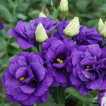 Purple Lisianthus, which are part of my special order flowers that will be part of the bridal party bouquets. Lisianthus Bouquet, Purple Lisianthus, Lisianthus Flowers, Purple Bouquets, Bridal Party Bouquets, Purple Bridal Bouquet, Bridesmaids Bouquets, Purple Wedding Flowers, Annual Plants