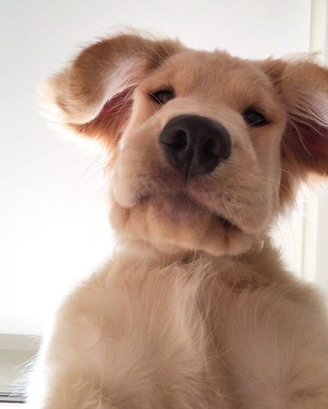 Golden Retrievers on Instagram: “Selfie time 😍😂 @ninigolden #GoldenRetriever” Cute Dogs Images, Very Cute Puppies, 강아지 그림, Cute Animals Puppies, Very Cute Dogs, Really Cute Dogs, Cute Funny Dogs, Cute Dogs And Puppies