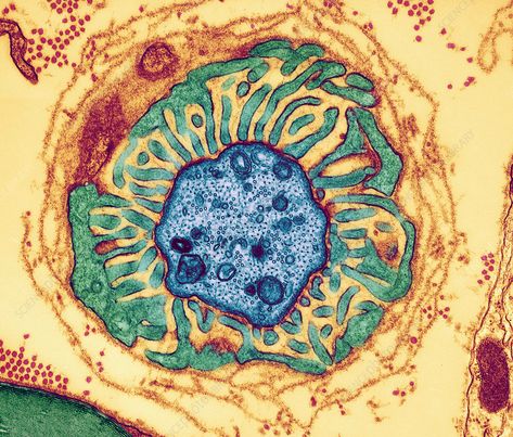 Dawn Phenomenon, Science Images, Microscopic Photography, Insulin Sensitivity, Micro Photography, Nerve Fiber, Biology Art, The Nerve, Blood Glucose