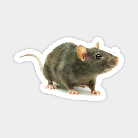 Check out this cool Rat photo! -- Choose from our vast selection of magnets to match with your desired size to make the perfect custom magnet. Pick your favorite: Movies, TV Shows, Art, and so much more! Available in two sizes. Perfect to decorate your fridge, locker, or any magnetic surface with. Rat Picture, Rat Sticker, Cute Rats, Pet Rats, Diy Stickers, Warrior Cats, Cute Pins, Cute Little Animals, Case Stickers