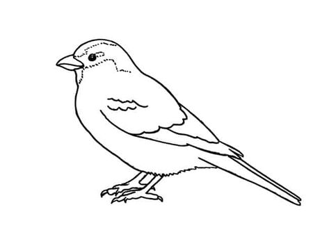 How to draw a House Sparrow step by step – Easy Animals 2 Draw House Sparrow Drawing, Sparrow Drawing Simple, Sparrow Doodle, Bird Drawing Easy, Simple Bird Drawing, Sparrow Drawing, Sparrow Tattoo Design, Birds For Kids, Sparrow Tattoo