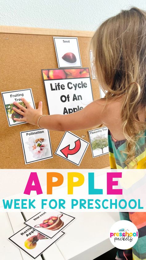 Teach your preschoolers about the apple lifecycle with this engaging group activity! During circle time, children can assemble the stages of an apple’s life on the bulletin board, making learning interactive and fun. #AppleLifecycle #PreschoolCircleTime #GroupLearning Preschool Harvest, Circle Time Activity, Life Cycle Of An Apple, Apple Stand, Beginning Of The Year Activities, Apple Theme Activities, Preschool Apple Activities, Apple Week, Apple Life Cycle