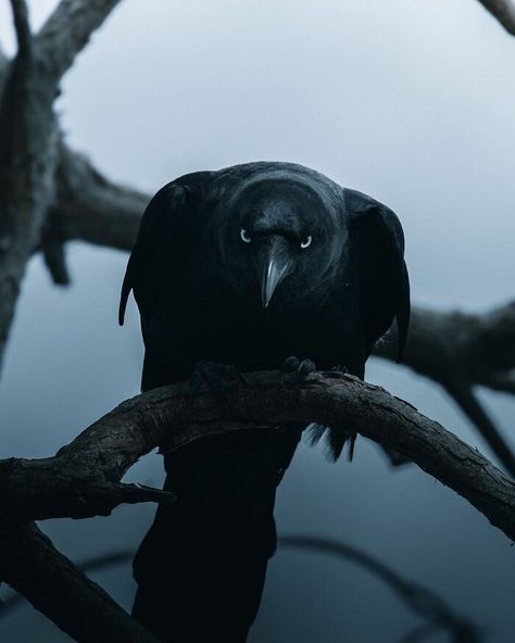 Crow Friend, Intense Aesthetic, Intense Stare, Raven Pictures, Crow Pictures, Cowboy Aesthetic, Crow Art, Raven Art, Crows Ravens