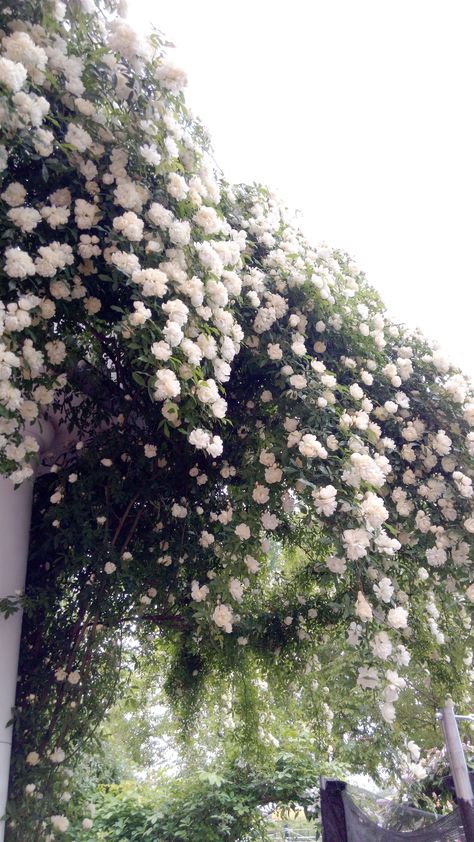 Rose Banksiae white 2019.This beautiful rambling rose produces clusters of small, double, creamy-white flowers which have a delicious violet scent. Banksia Rose, Kin House, Blue Victorian House, White Rose Garden, Iron Arbor, Rosa Banksiae, Banksia Flower, Goddess Temple, Sky Goddess