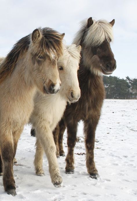 Icelandic Horses- so fluffy Miniature Ponies, Tiny Horses, Icelandic Horse, Most Beautiful Horses, Mini Horse, Baby Horses, Horses And Dogs, Miniature Horse, All The Pretty Horses