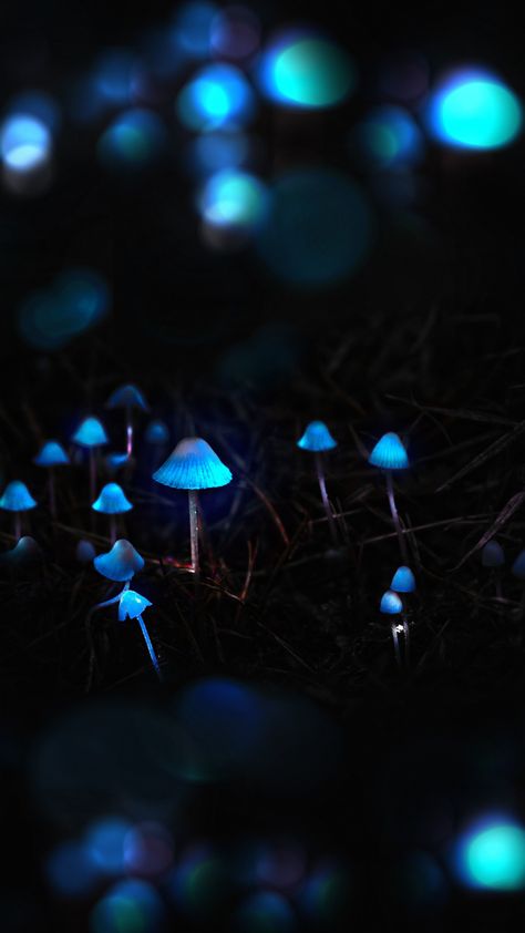 Mushrooms, toadstools, portrait, blue glow, 720x1280 wallpaper Blue Mushrooms Wallpaper, Blue Mushrooms Aesthetic, Blue Glowing Mushrooms, Glowing Mushroom Aesthetic, Glowing Mushrooms Art, Blue Glow Aesthetic, Blue Mushroom Aesthetic, Blue Mushroom Wallpaper, Mushrooms Aesthetic Wallpaper