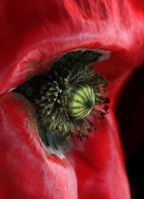 Poppy Template, Flower Photography Art, Face Laser, Things With Faces, Macro Photography Flowers, Micro Photography, Laser Eye, Macro Flower, Flower Art Drawing