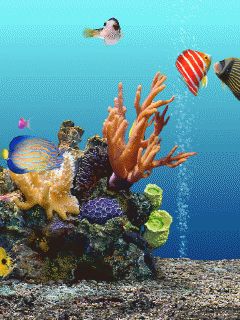 Animation Wallpapers For Mobile Phones | Most beautiful places in the world | Download Free Wallpapers Most Downloaded Wallpapers, Fish Screensaver, Animated Screensavers, Fish Gif, Animals Unique, 2000s Wallpaper, Rare Albino Animals, Aquarium Live Wallpaper, Colourful Fish