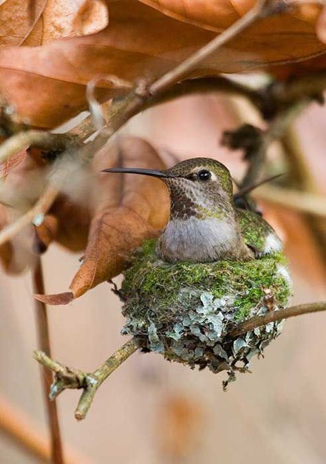 Rufous Hummingbird, Hummingbird Nests, Hummingbird Pictures, Nature Birds, All Birds, Bird Pictures, Pretty Birds, Bird Photo, Colorful Birds