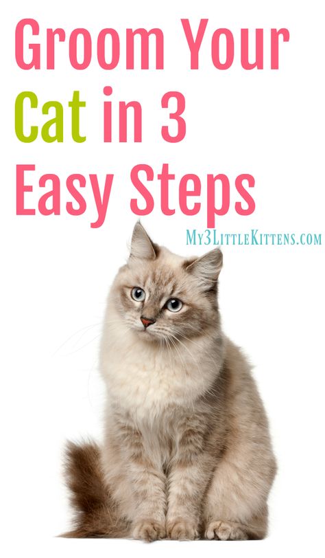 Groom Your Cat in 3 Easy Steps – Eazee Click & Brush #Giveaway Cat Grooming Styles, Cat Health Remedies, Cat Health Problems, Cat Grooming Tools, Cat Cleaning, Cat Health Care, Persian Cats, Cat Hacks, Long Haired Cats