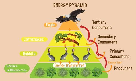 Diagram showing energy pyramid for education Energy Pyramid, Energy Transfer, Biology Notes, Pyramid, Biology, Vector Art, Art Design, For Free, Clip Art