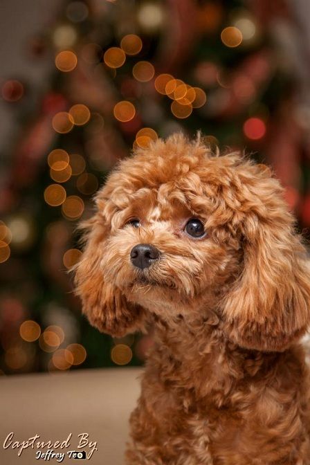 Toy Standard Poodle Merry Christmas Card Puppy Holiday Dogs Santa Claus Dog Puppies Xmas Puppies Poodle Haircut, Red Poodles, Summer Jam, 강아지 그림, Miniature Poodle, Toyama, Poodle Puppy, Brown Dog, Esl Worksheets