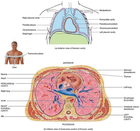 The thoracic cavity Thoracic Cavity Anatomy, Physiology Notes, Respiratory System Anatomy, Serous Membrane, Clean Arteries, Thoracic Cavity, Bio Notes, Biological Science, Nursing School Essential