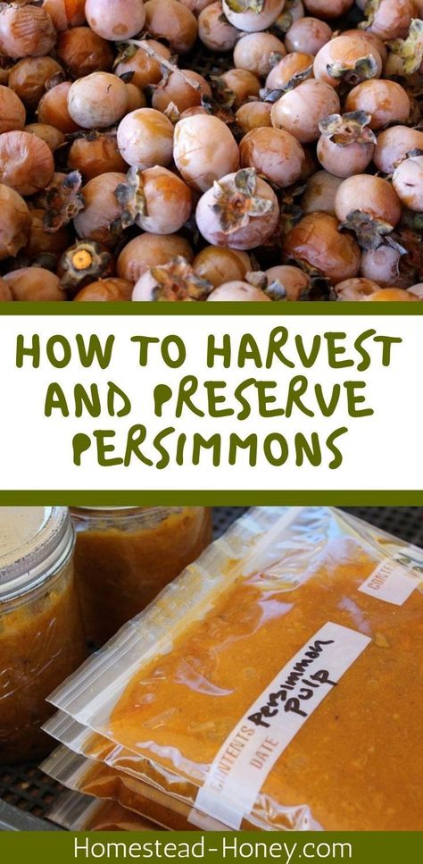 American Persimmons are a delicious Autumn treat. Here's how to harvest and preserve persimmons so you can enjoy their unique and sweet flavor all winter long. #persimmons #AmericanPersimmon #harvest #foodpreservation How To Process Persimmons, How To Can Persimmons, How To Store Persimmons, Persimmon Puree How To Make, How To Freeze Persimmons, Preserving Persimmons, American Persimmon Recipes, American Persimmon, Freezing Veggies