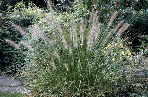 Pennisetum alopecuroides &s;Hameln&s; | Chinese fountain grass &s;Hameln&s; Grass Like/RHS Gardening Chinese Fountain, Pennisetum Alopecuroides Hameln, Pennisetum Alopecuroides, Hampton Court Palace Gardens, Perennial Grasses, Fountain Grass, Palace Garden, Garden Types, Plant Health