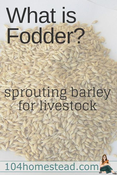 Barley: The Super Sprout for Livestock