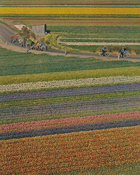 growing and glowing - National Geographic Photography, Tulip Field, National Geographic Magazine, Organized Chaos, National Park Posters, We Are The World, Vintage Landscape, National Geographic Photos, Daffodils